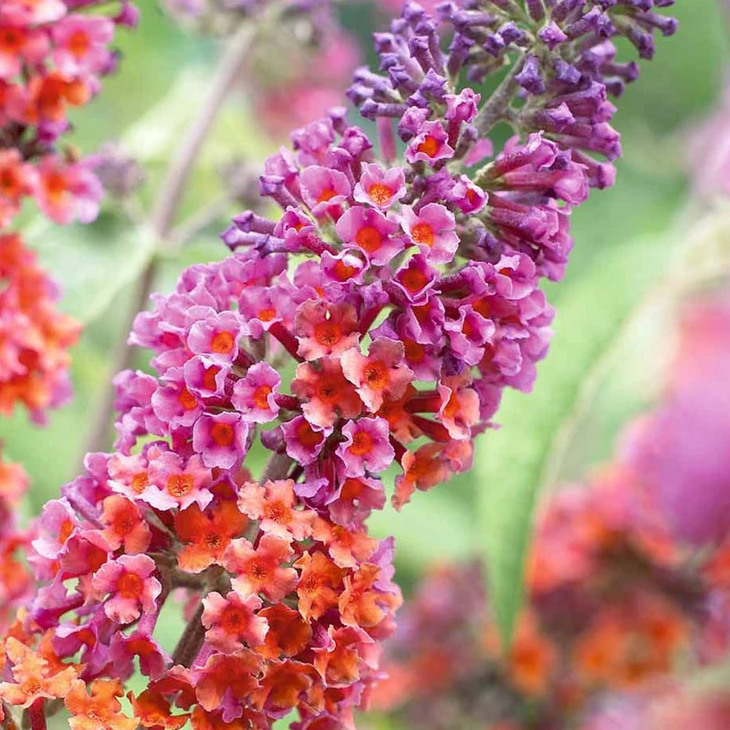 Schmetterlingsflieder 'Flower Power'