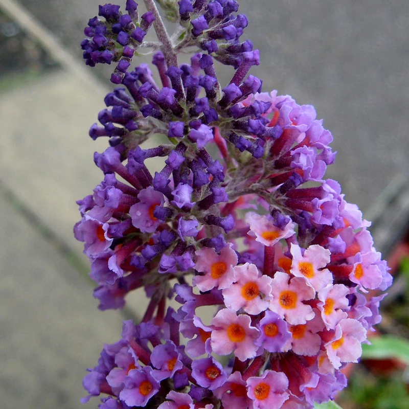 Schmetterlingsflieder 'Flower Power'