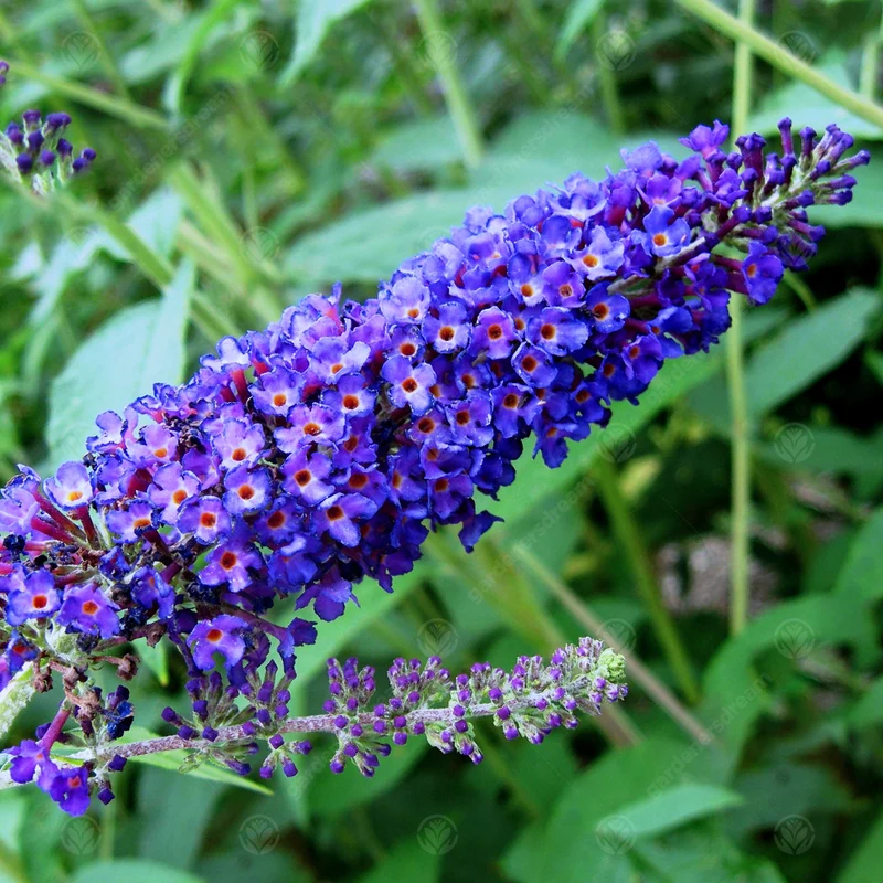 Schmetterlingsflieder 'Empire Blue'