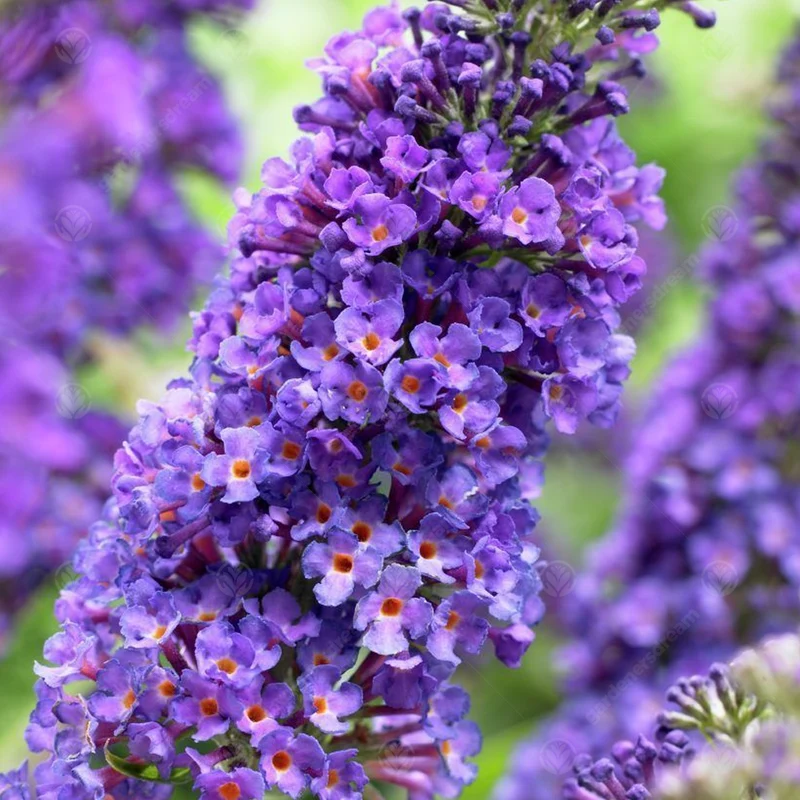 Schmetterlingsflieder 'Empire Blue'