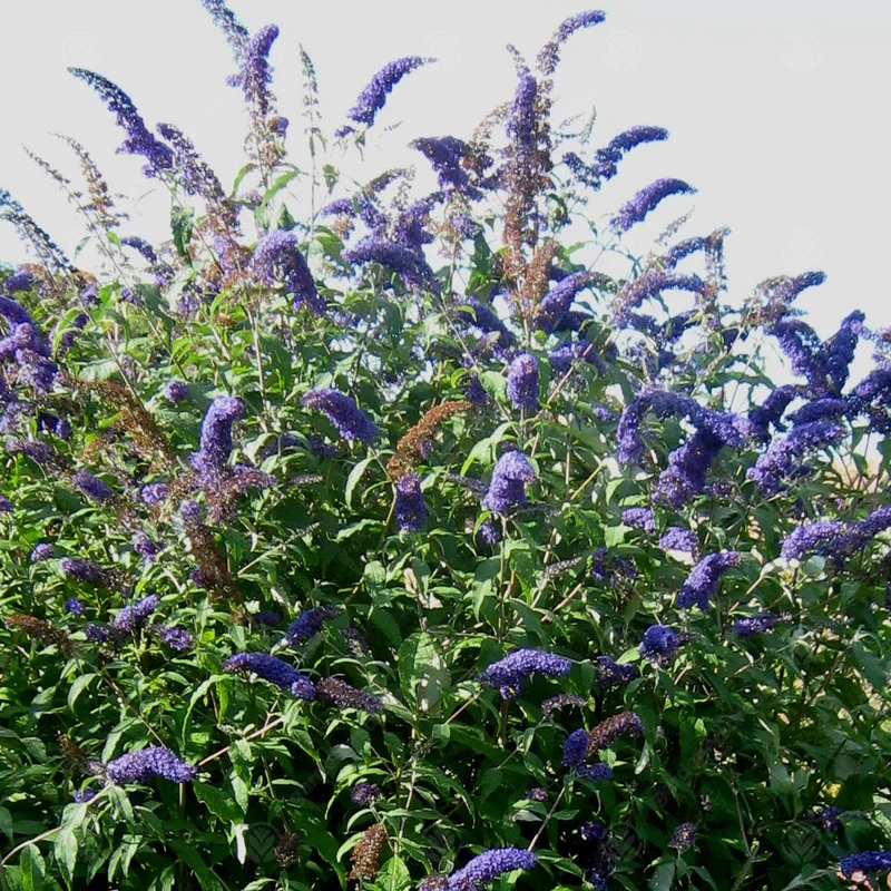 Schmetterlingsflieder 'Empire Blue'