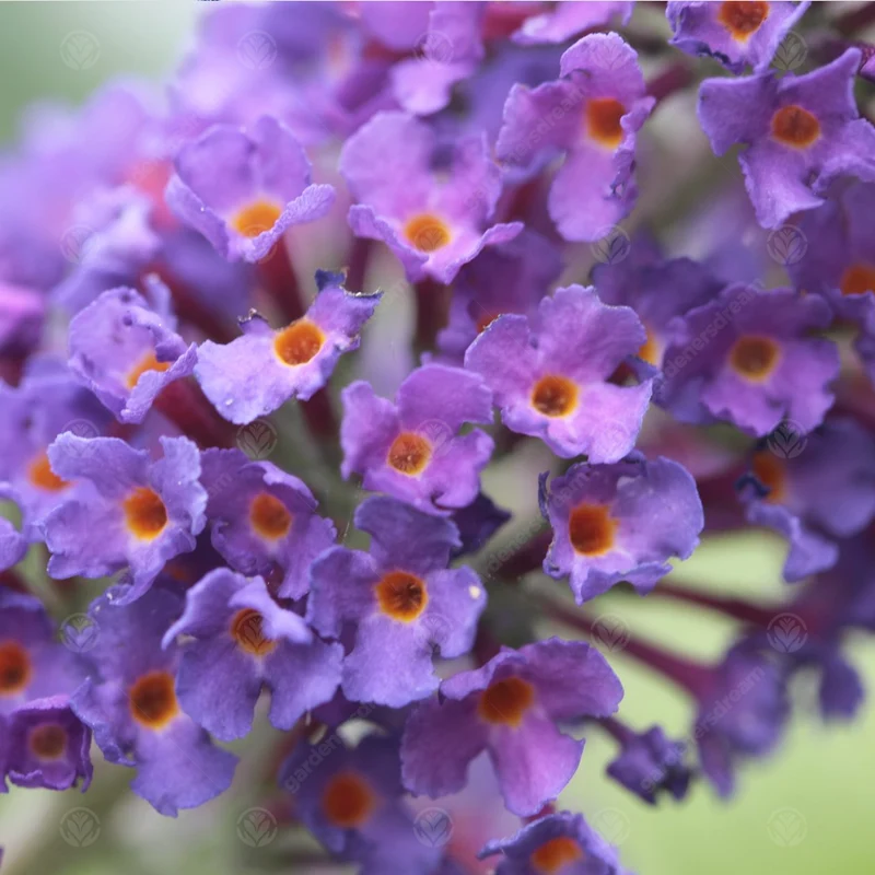 Schmetterlingsflieder 'Empire Blue'