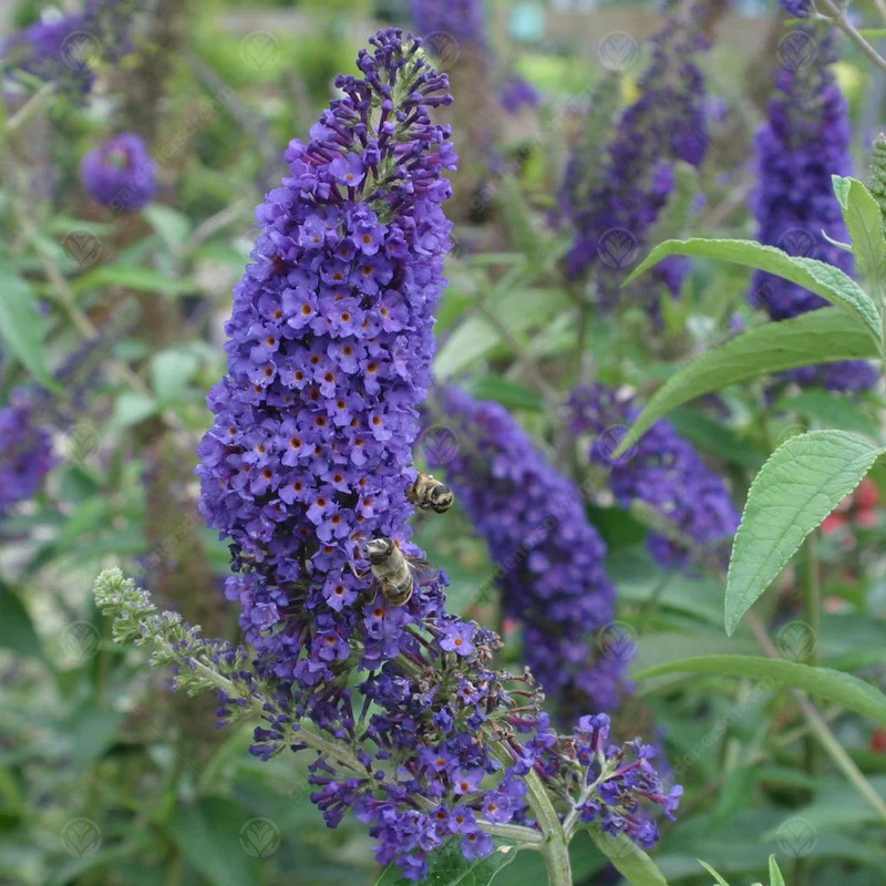 Schmetterlingsflieder 'Empire Blue'