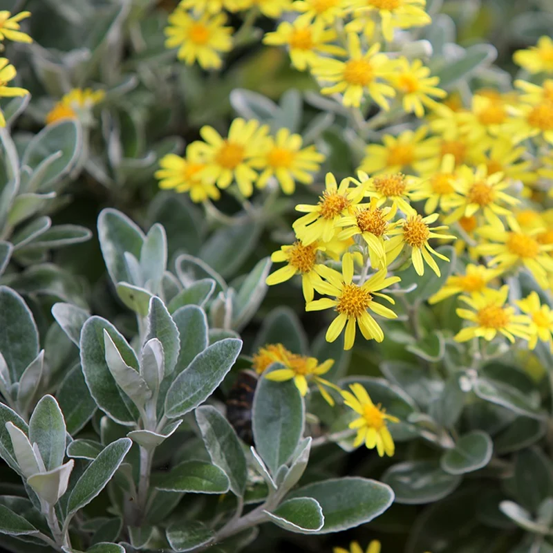 Greiskraut 'Sunshine'
