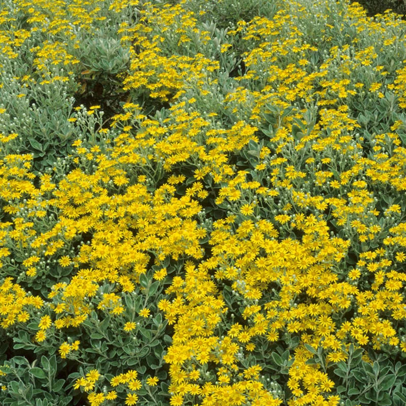 Greiskraut 'Sunshine'