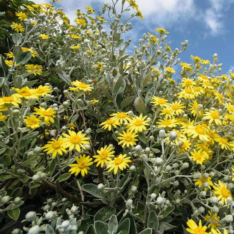 Greiskraut 'Sunshine'