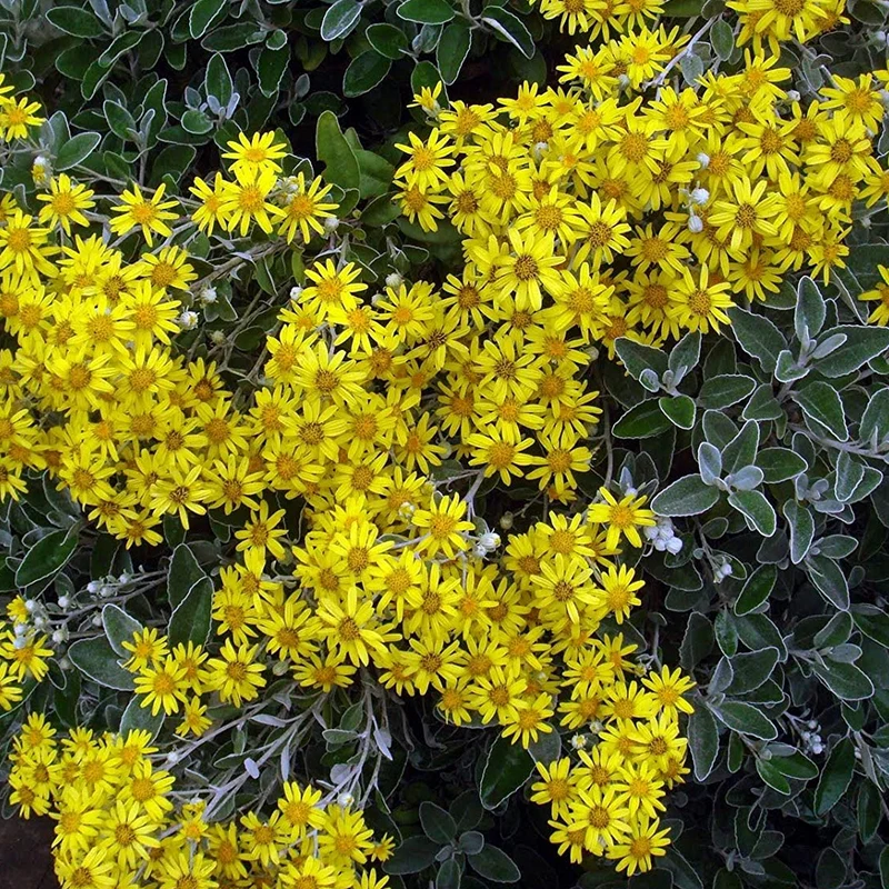 Greiskraut 'Sunshine'