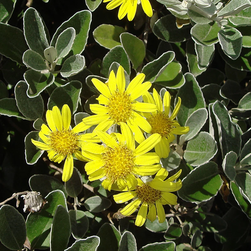 Greiskraut 'Sunshine'