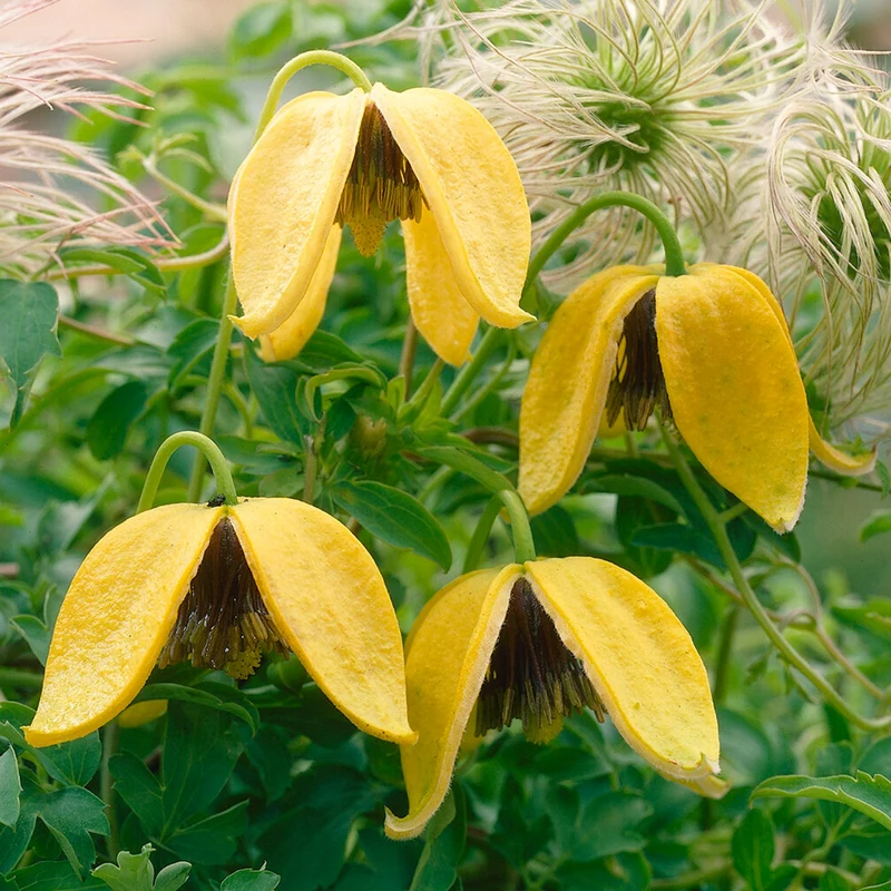 Gold-Waldrebe