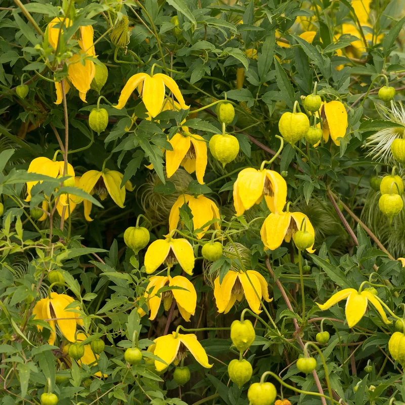 Gold-Waldrebe