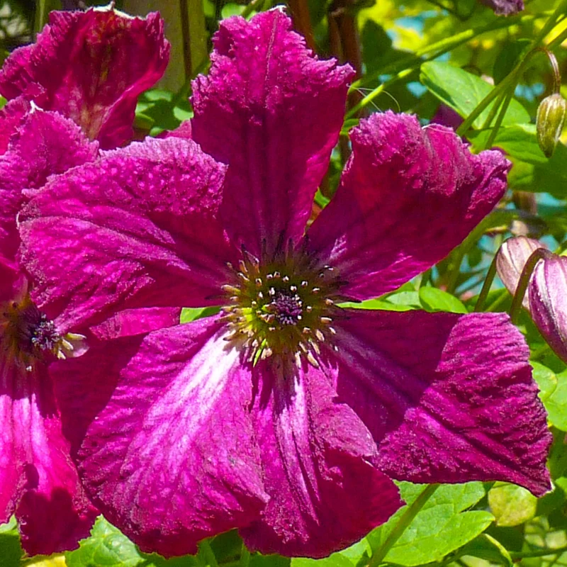 Waldrebe 'Rubra'