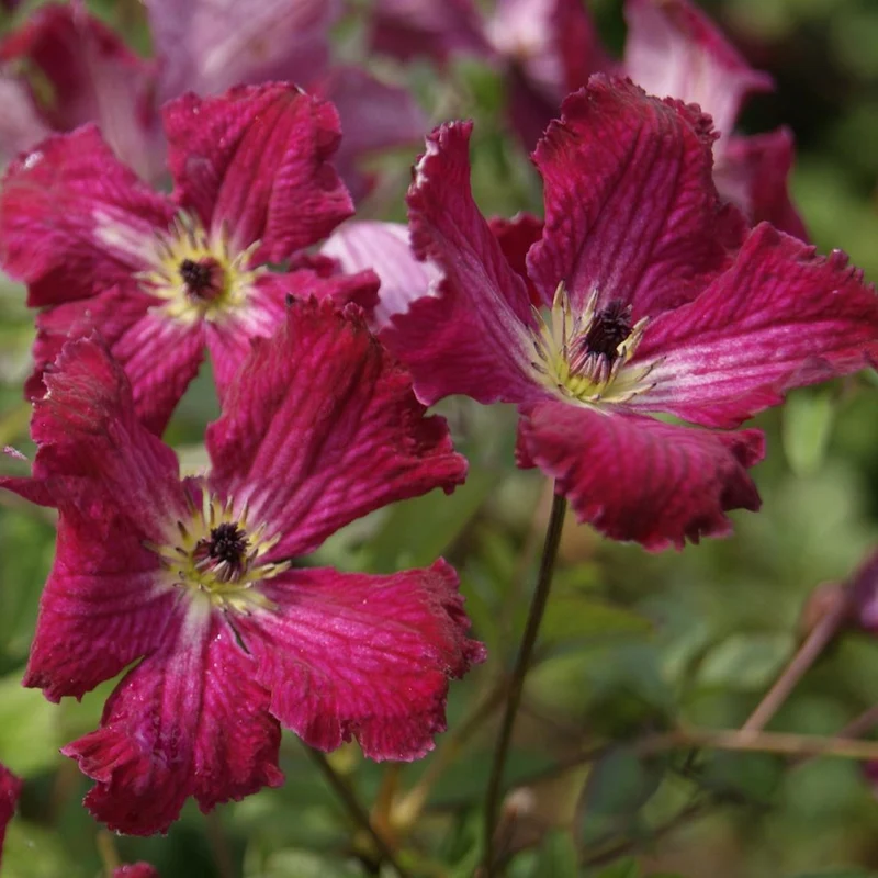 Waldrebe 'Rubra'