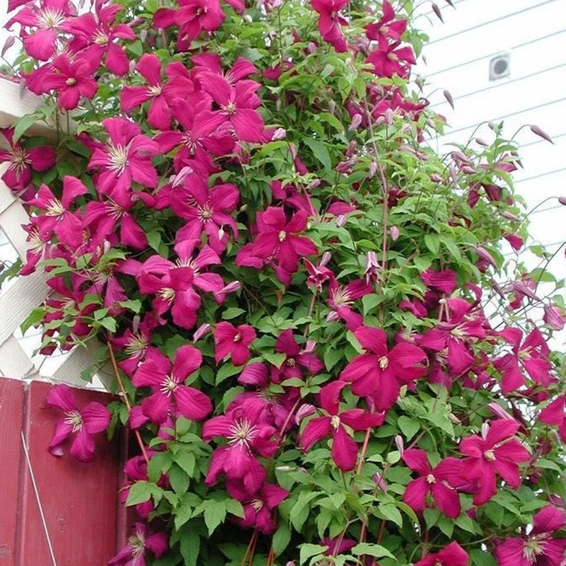 Waldrebe 'Rubra'