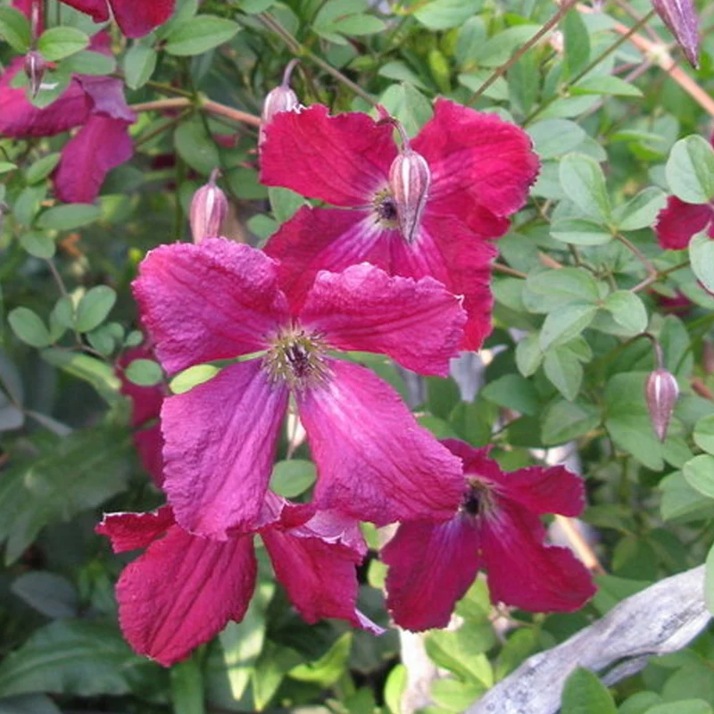 Waldrebe 'Rubra'