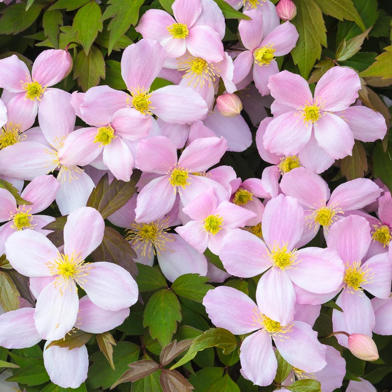 Waldrebe 'Rubens'