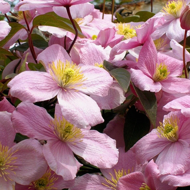 Waldrebe 'Rubens'