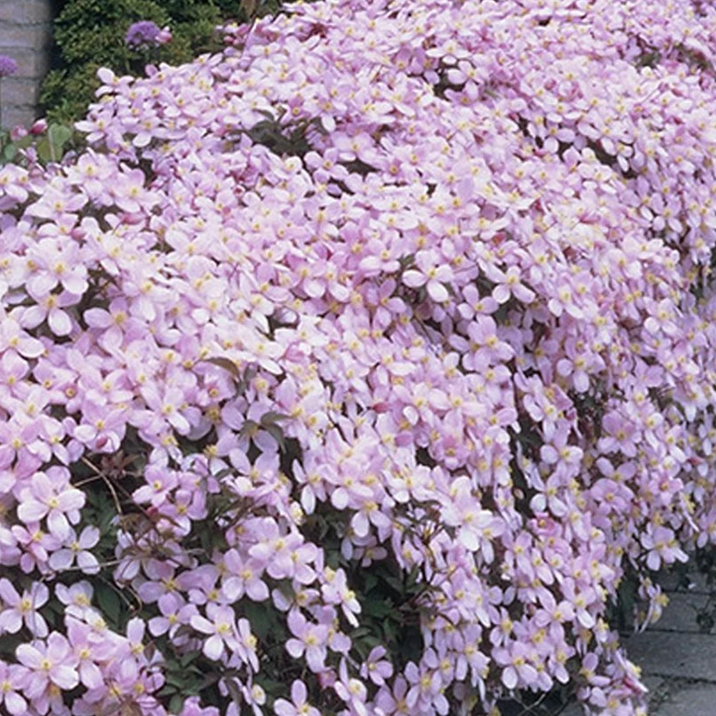 Waldrebe 'Rubens'