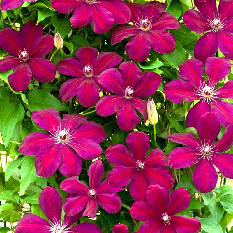 Waldrebe 'Rouge Cardinal'