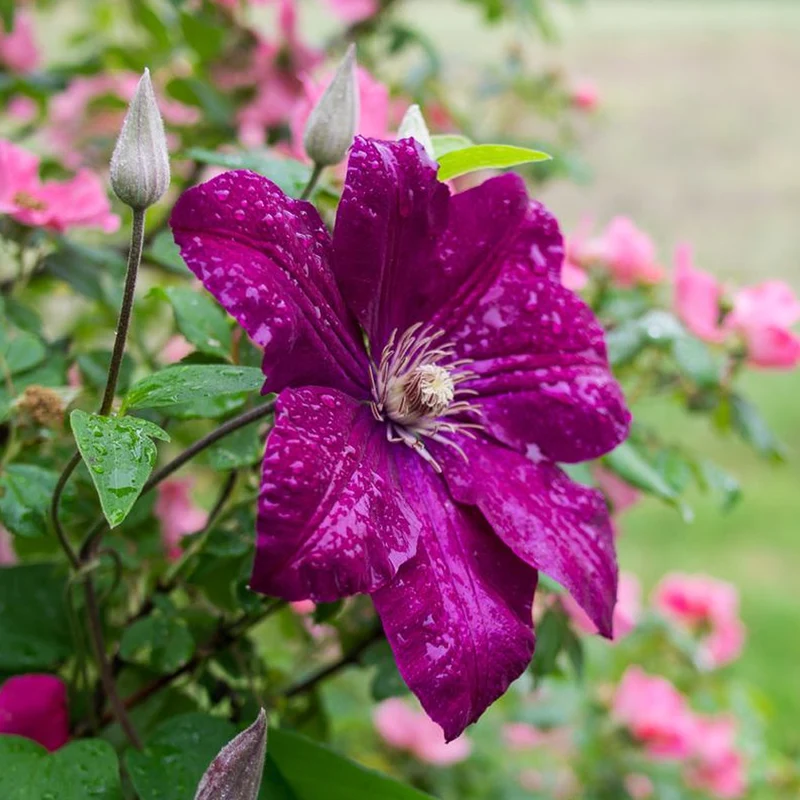 Waldrebe 'Rouge Cardinal'
