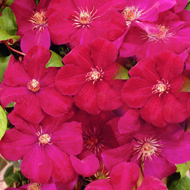Waldrebe 'Rouge Cardinal'