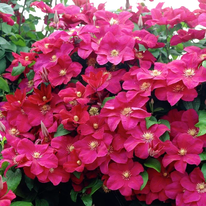 Waldrebe 'Rouge Cardinal'