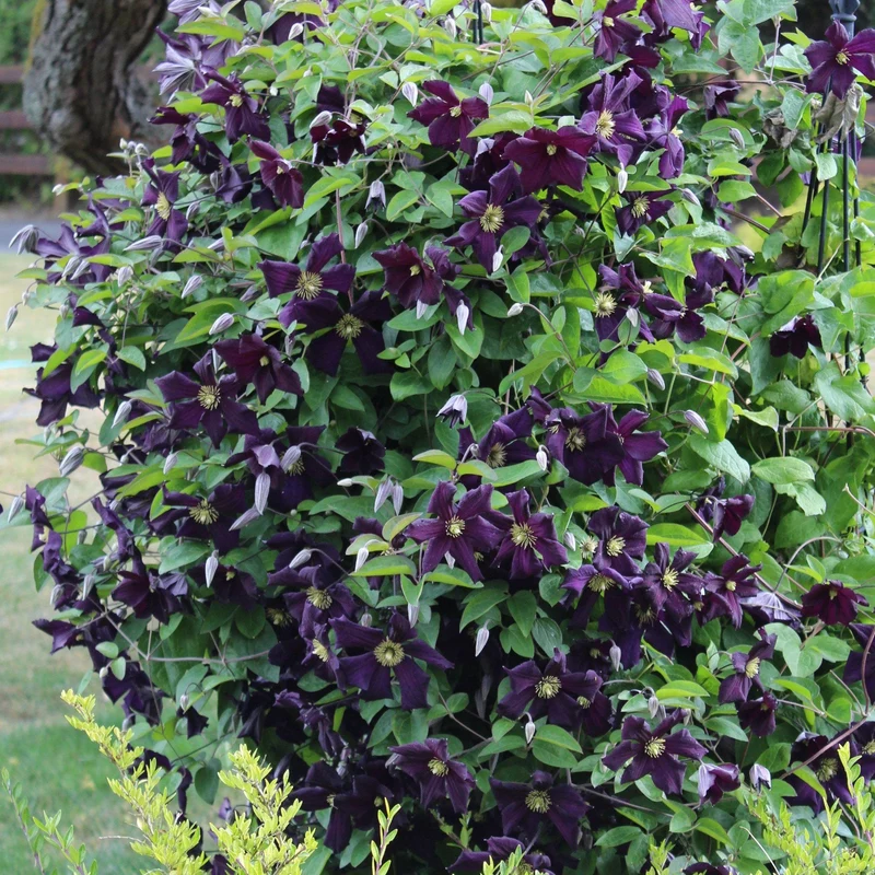 Waldrebe 'Romantika'