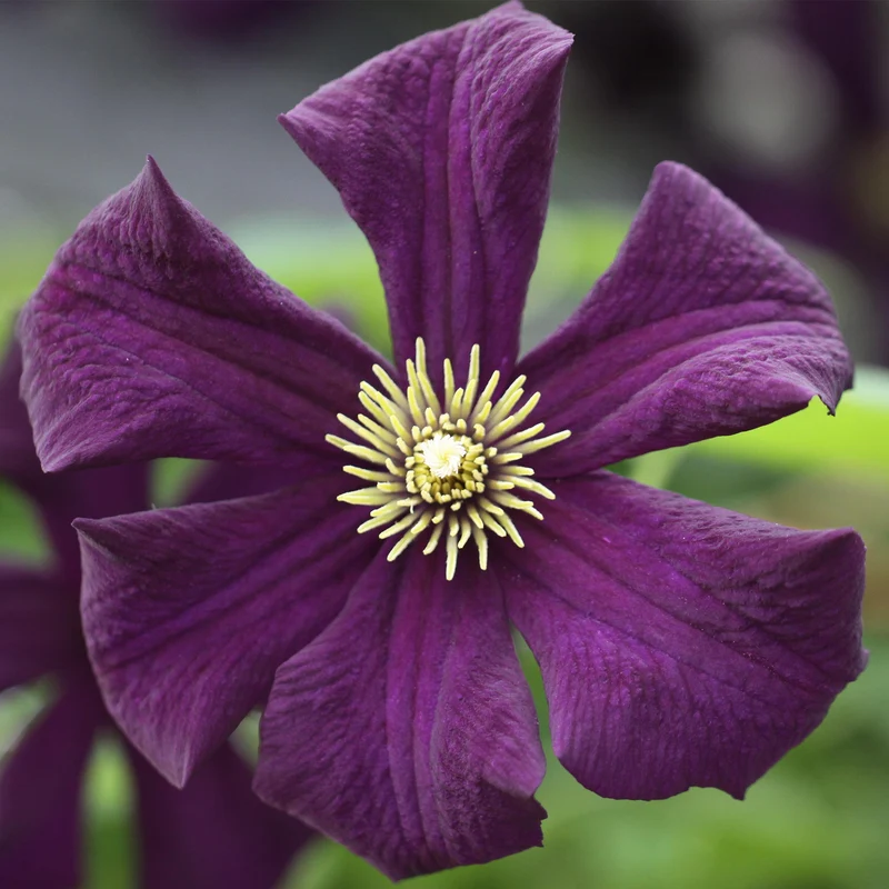 Waldrebe 'Romantika'