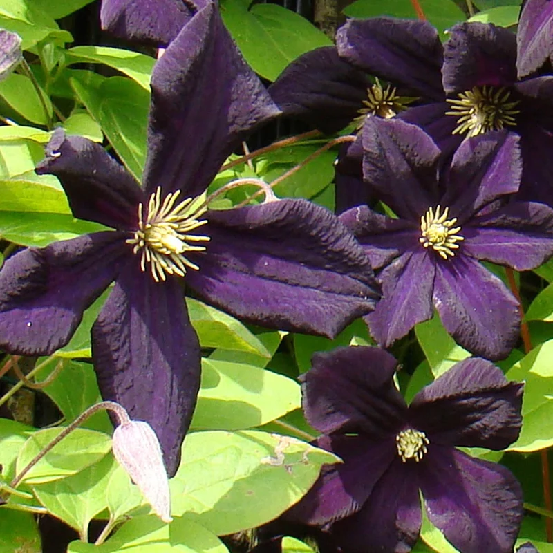 Waldrebe 'Romantika'
