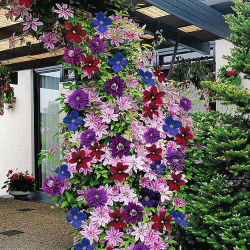 Waldrebe 'Rainbow' Mix