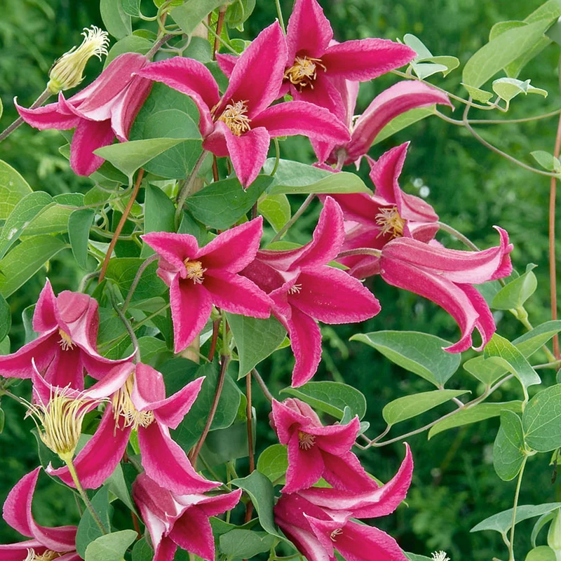 Waldrebe 'Princess Diana'