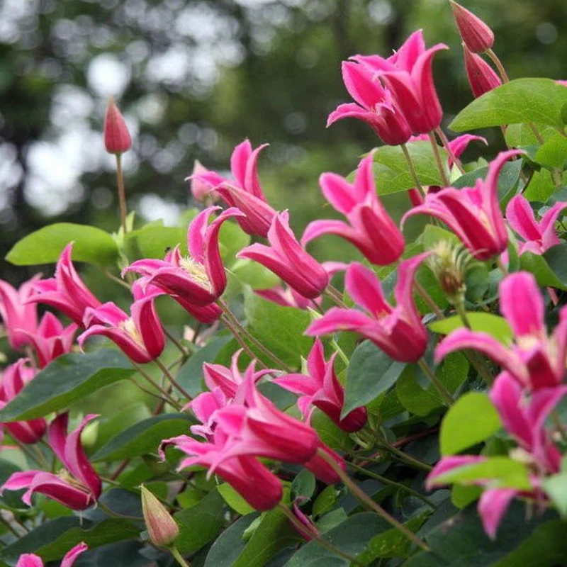 Waldrebe 'Princess Diana'
