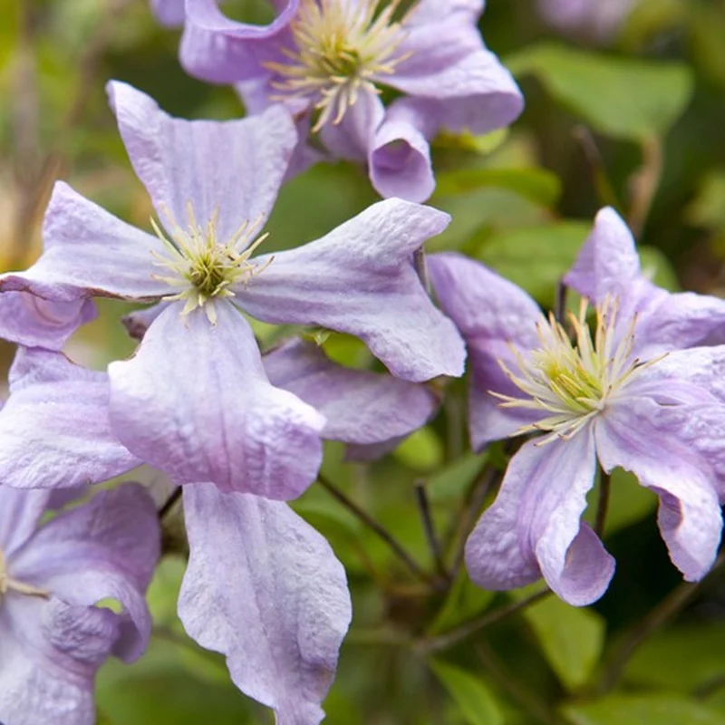 Waldrebe 'Prince Charles'
