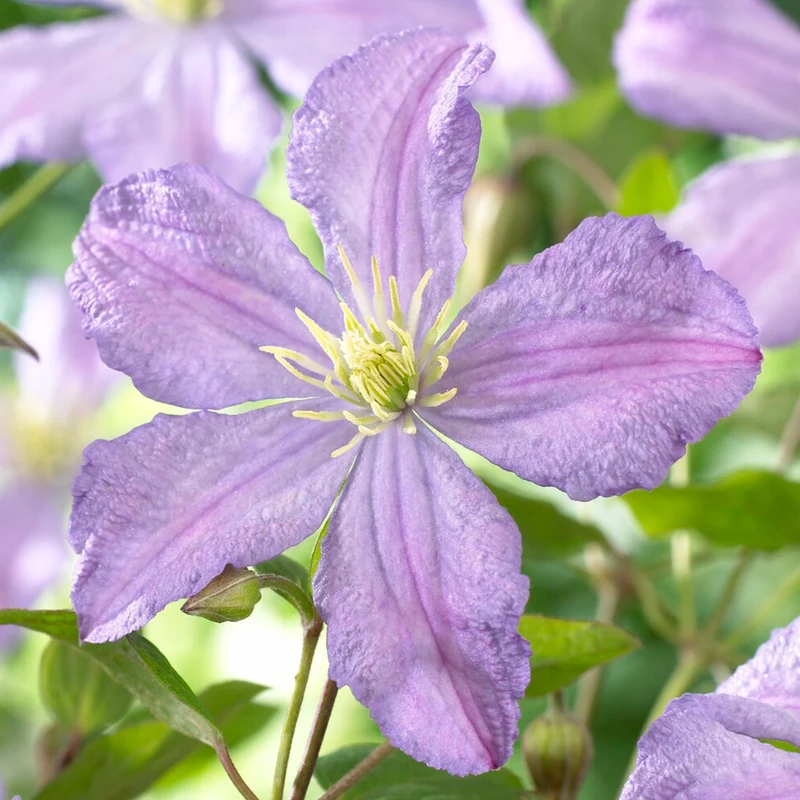 Waldrebe 'Prince Charles'