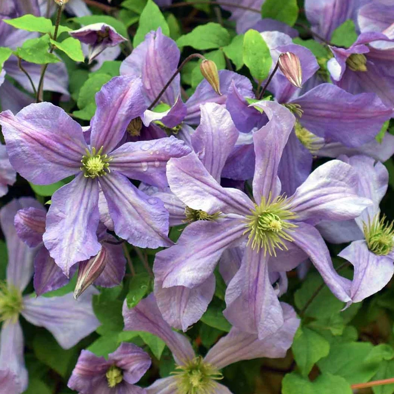 Waldrebe 'Prince Charles'
