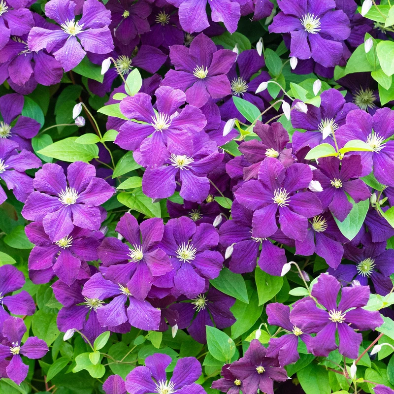 Waldrebe 'Polish Spirit'