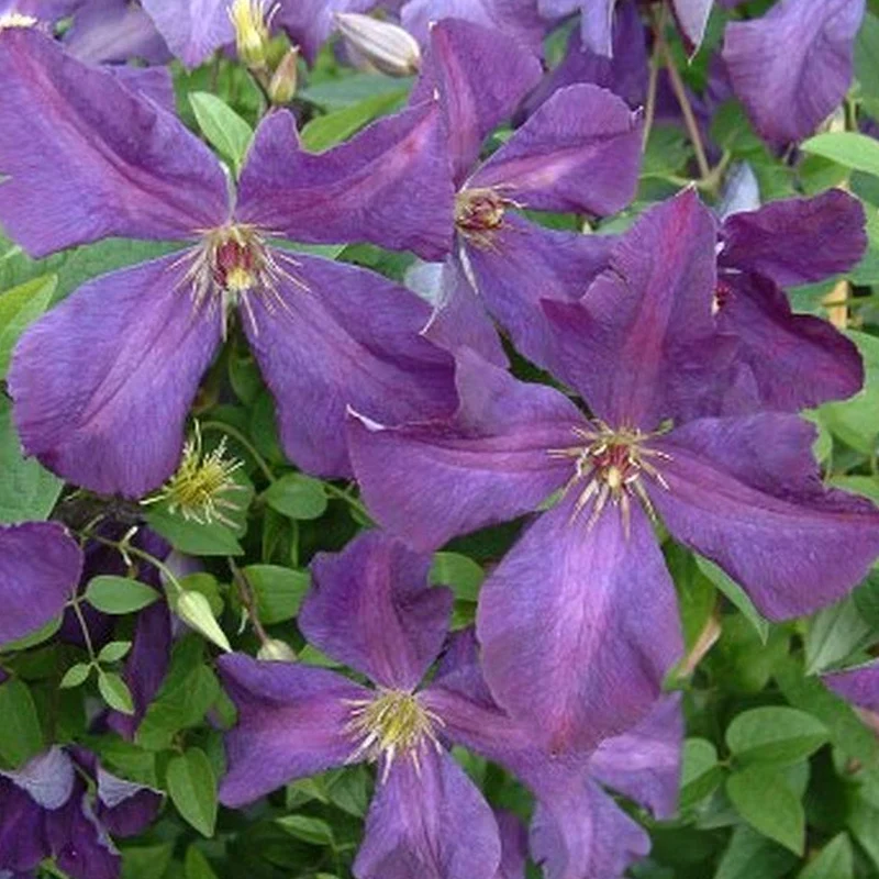Waldrebe 'Polish Spirit'
