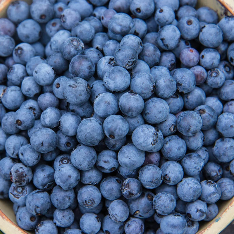 Heidelbeere 'Miniblue'
