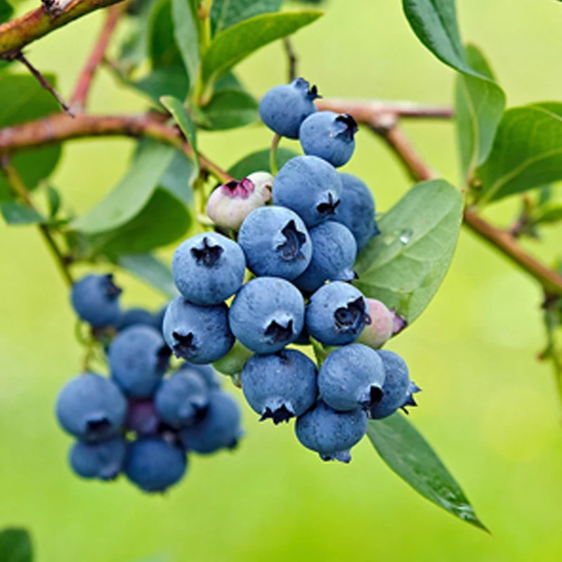 Heidelbeere 'Miniblue'