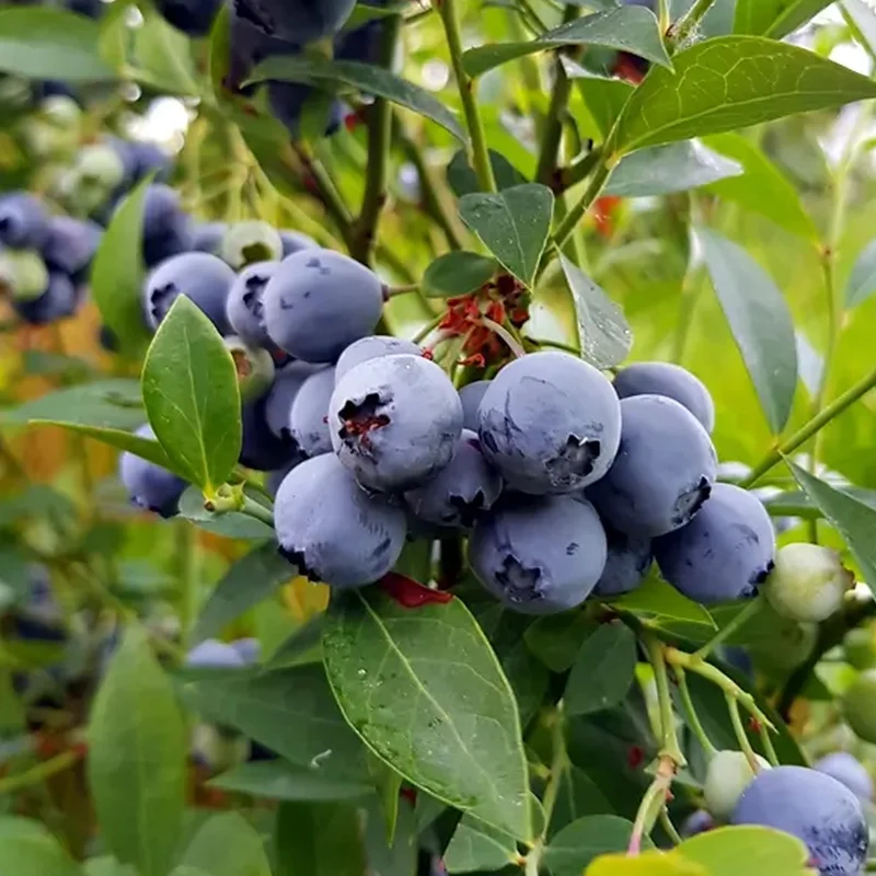 Heidelbeere 'Miniblue'