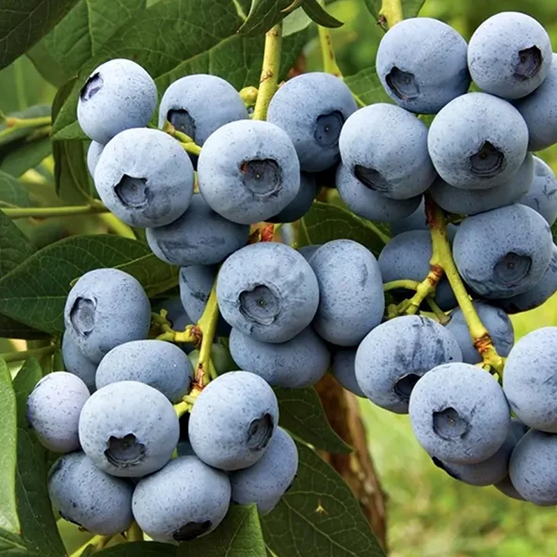 Heidelbeere 'Miniblue'
