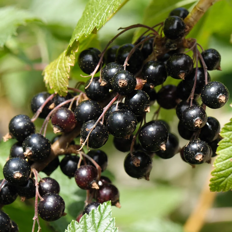 Schwarze Johannisbeere 'Black Marble'