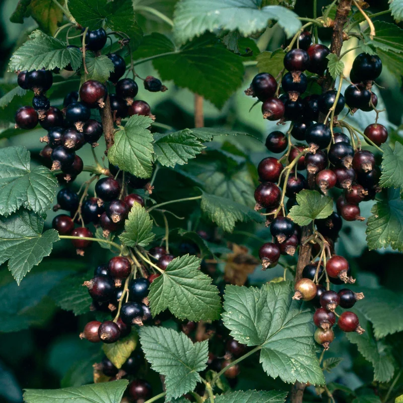Schwarze Johannisbeere 'Baldwin'