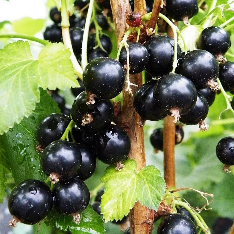 Schwarze Johannisbeere 'Baldwin'
