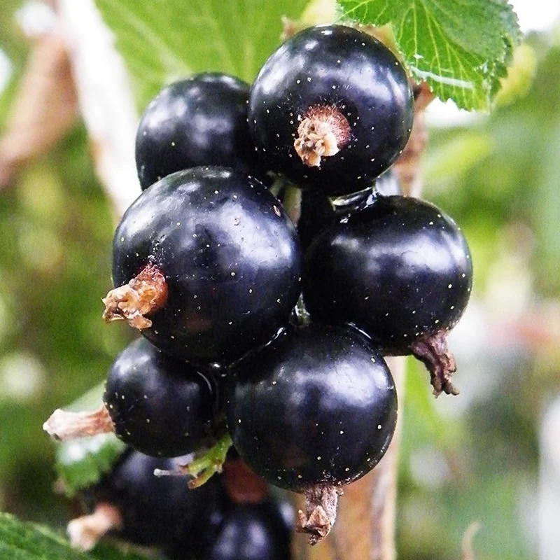 Schwarze Johannisbeere 'Baldwin'