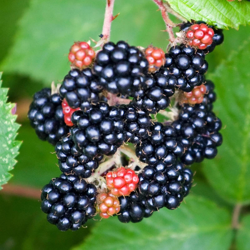 Brombeere 'Loch Maree'