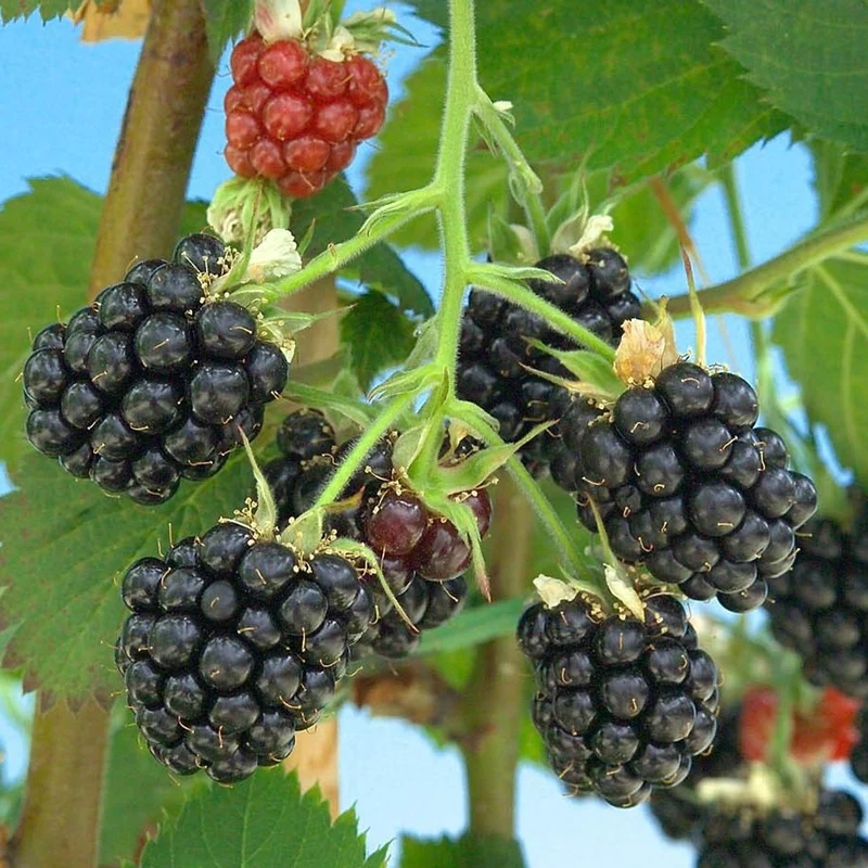 Brombeere 'Loch Maree'