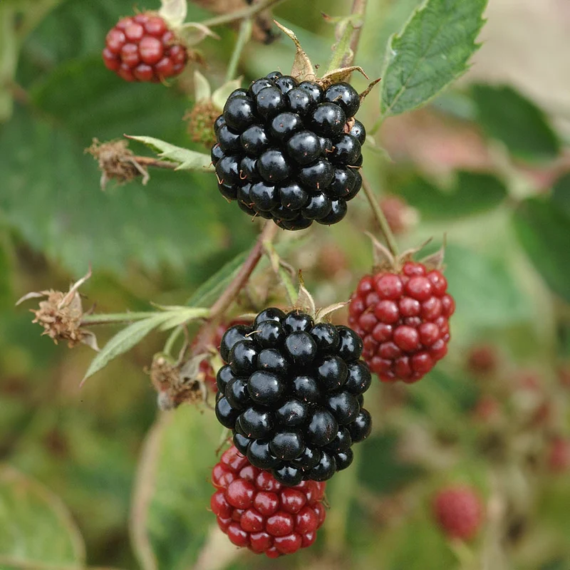 Brombeere 'Loch Maree'