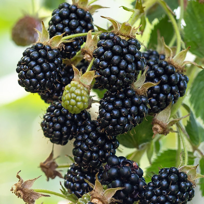 Brombeere 'Loch Maree'