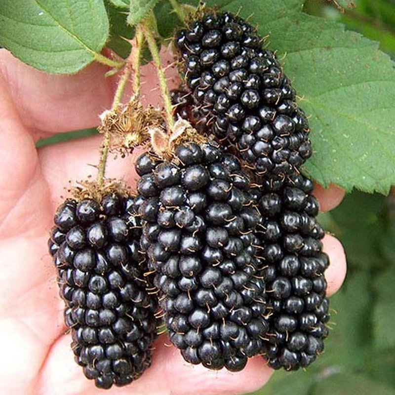 Brombeere 'Karaka Black'