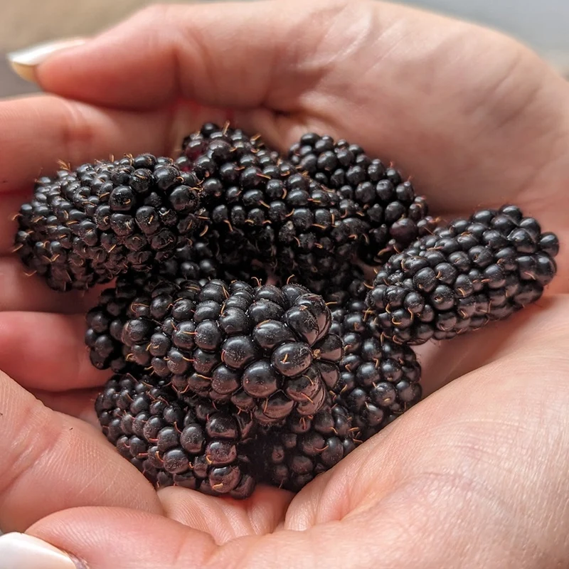Brombeere 'Karaka Black'
